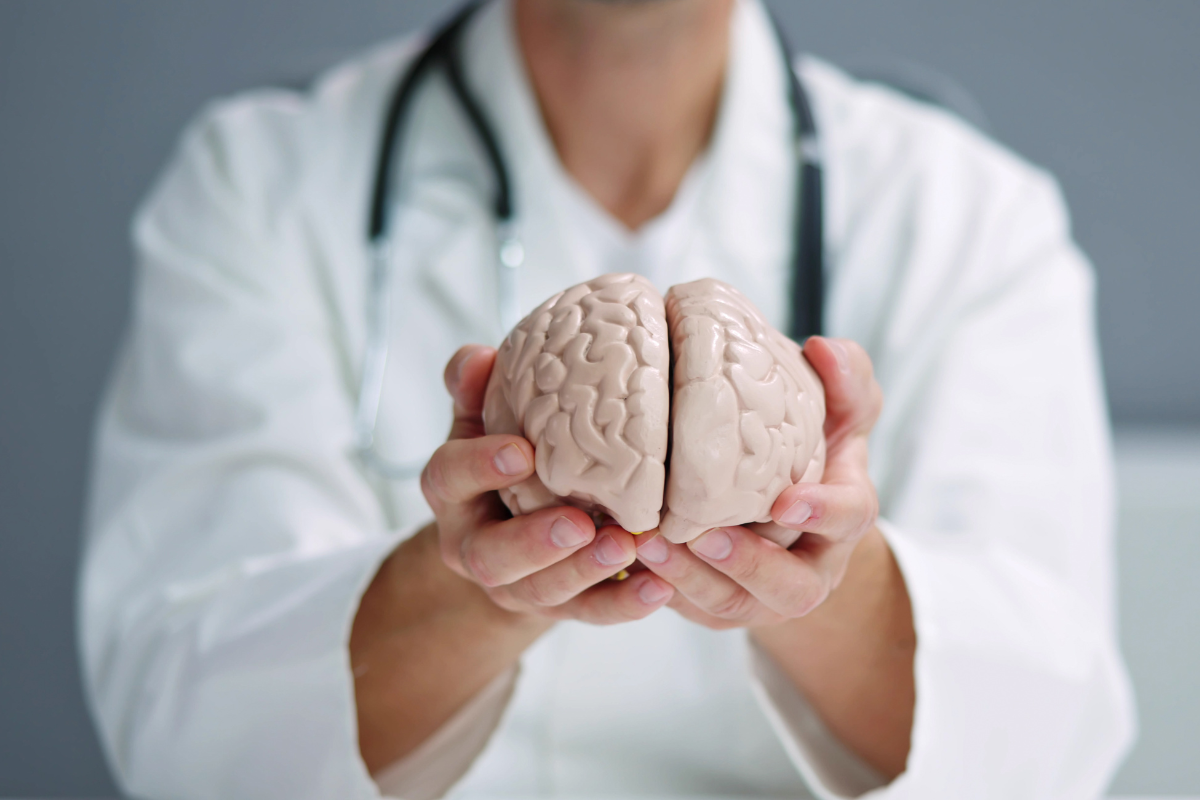 Doctor holding a human brain model in both hands.