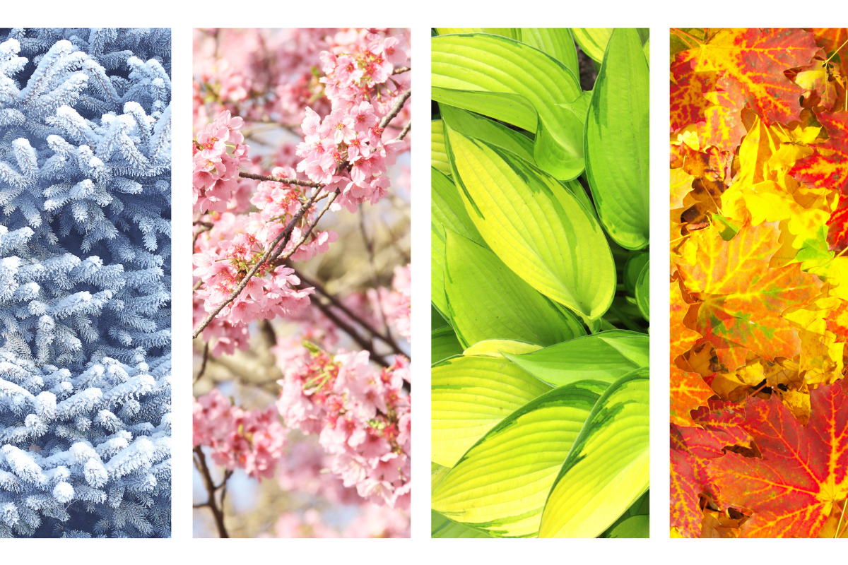 Seasonal nature imagery: winter, spring, summer, autumn.