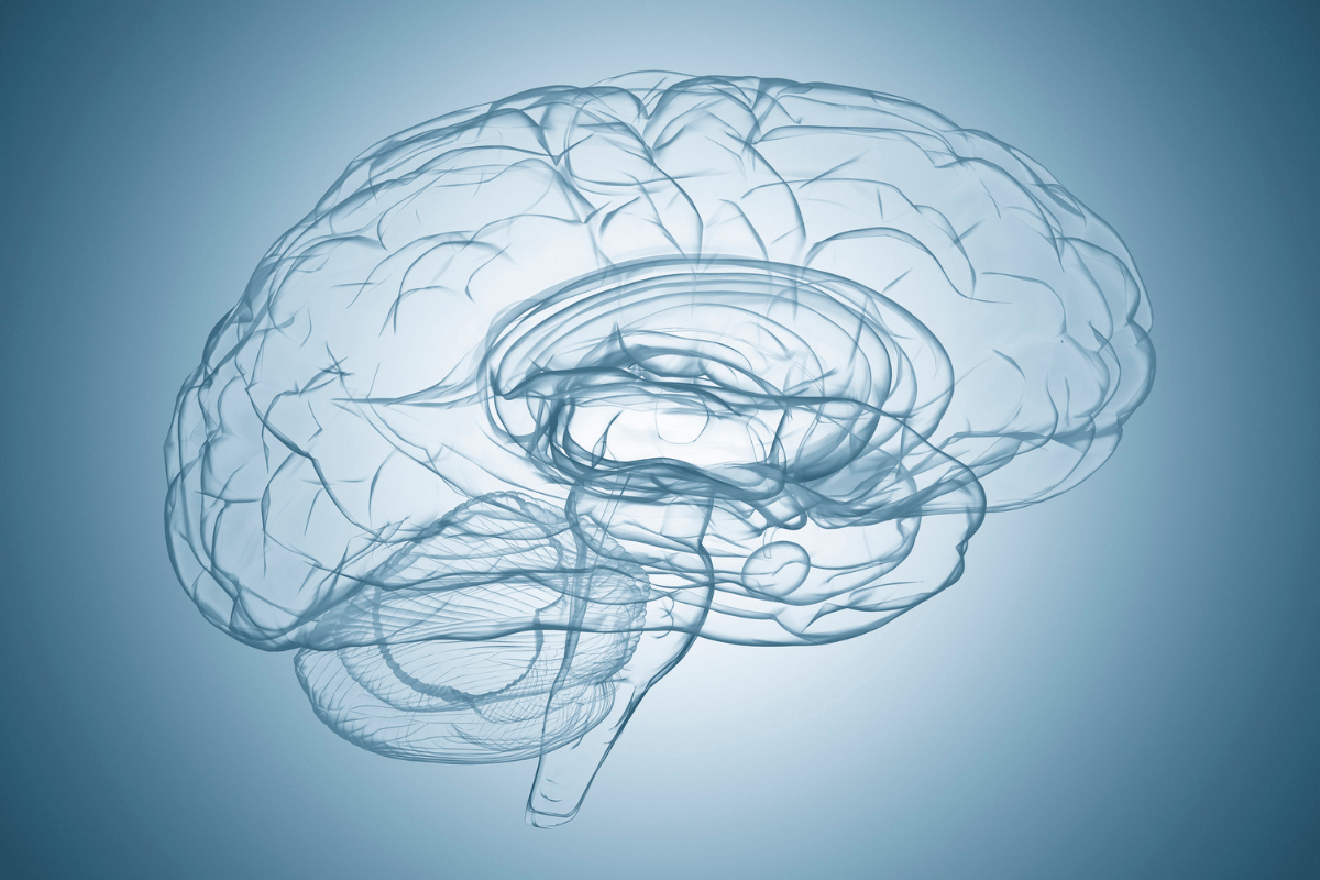 Transparent illustration of a human brain, showcasing detailed internal structures in light blue hues against a gradient background.