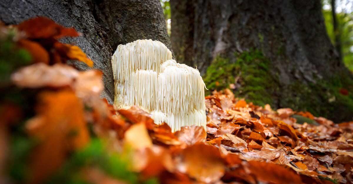 lions-mane-mushroom-supplement