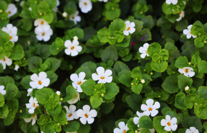 Bacopa Monnieri Supplements