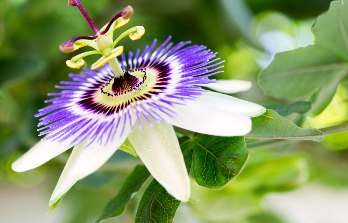 Passionflower Supplements