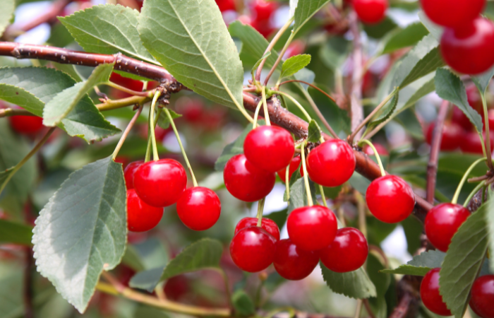 Tart Cherry Supplements australia