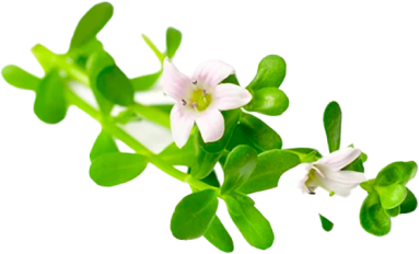 bacopa-monnieri