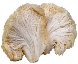 lions-mane-mushroom