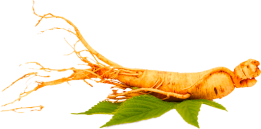 nootropics-ingredients-panax-ginseng